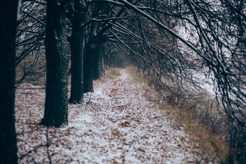 Snow-covered Forest Path — Brown, Dreary