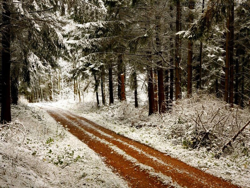 Snow-covered Forest Path — Brown, Serene