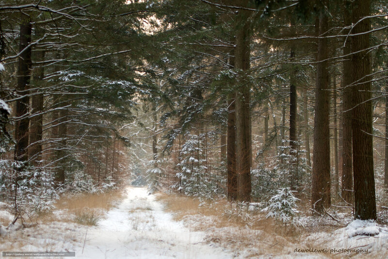 Snow-covered Forest Path — Brown