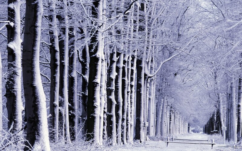 Snow-covered Forest Path — Fence