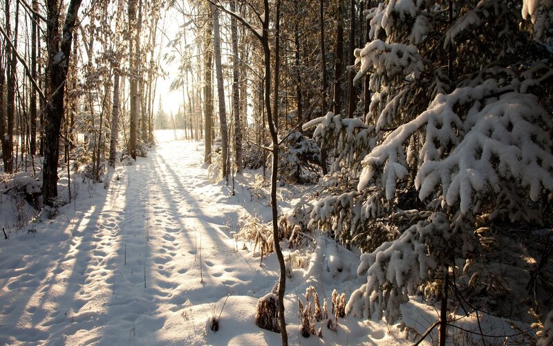 Snow-covered Forest Path — Footprints