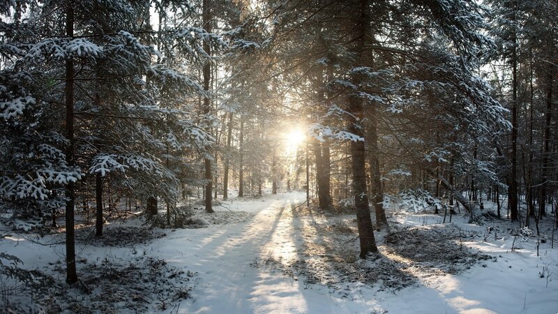 Snow-covered Forest Path — Gold