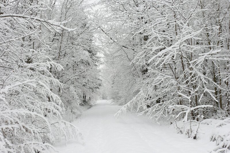 Snow-covered Forest Path — Gray