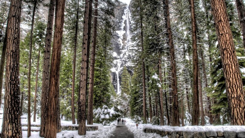 Snow-covered Forest Path — Green, Serene