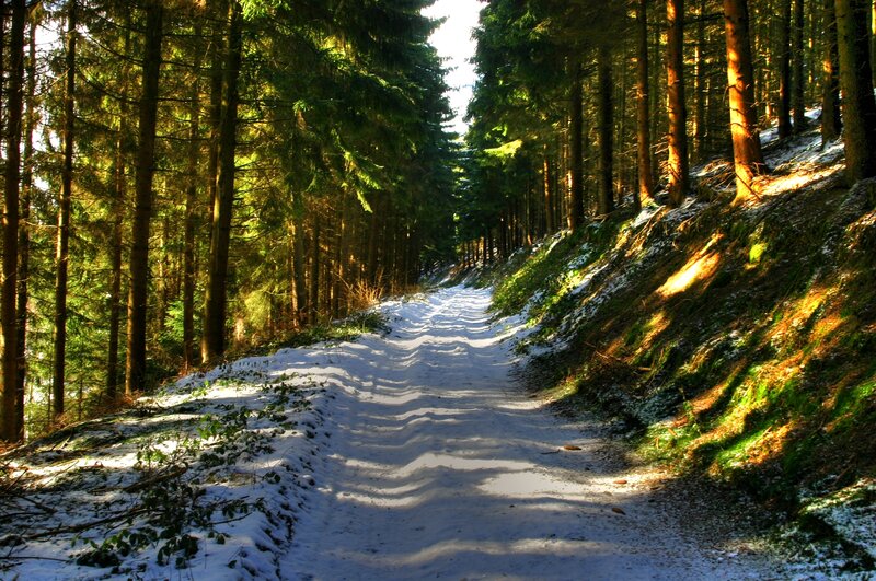 Snow-covered Forest Path — Green, Serene, Winter, Photograph