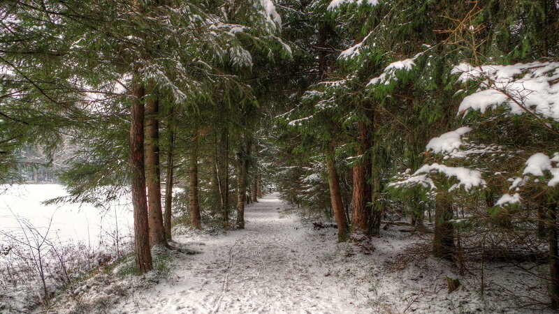 Snow-covered Forest Path — Green, Serene, Winter