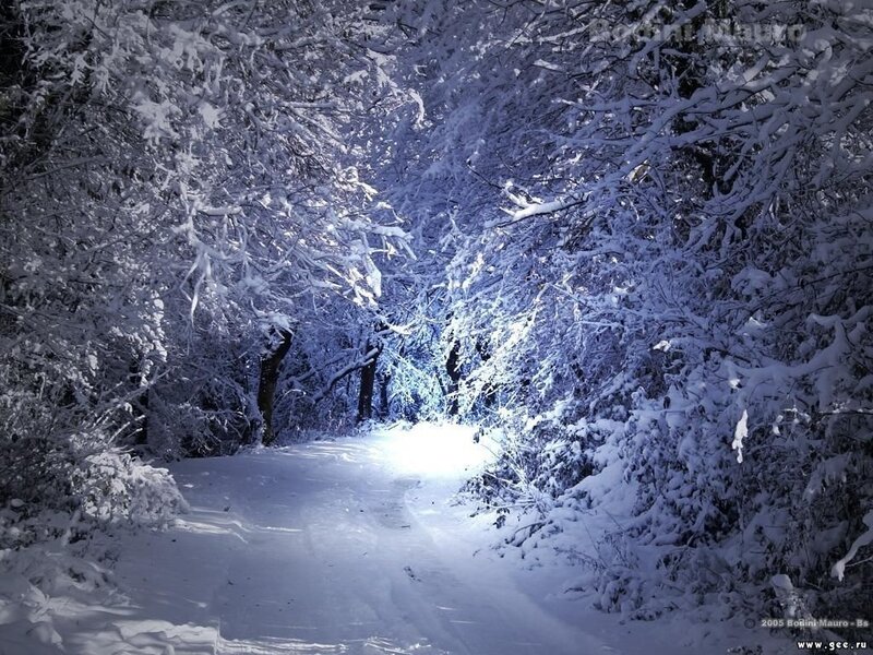 Snow-covered Forest Path — Night