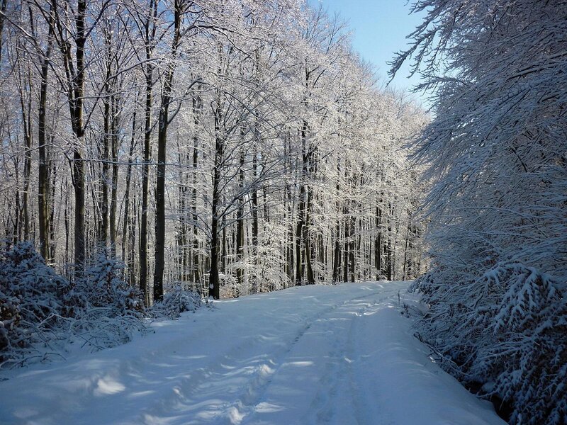 Snow-covered Forest Path — Photograph, Blue