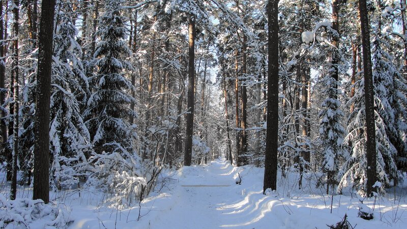 Snow-covered Forest Path — Photograph, Brown