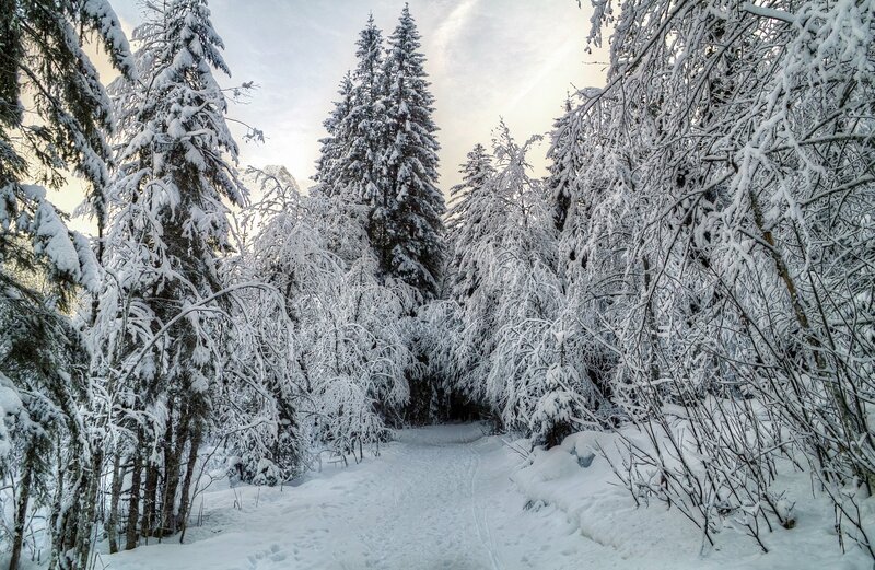 Snow-covered Forest Path — Photograph, Gray