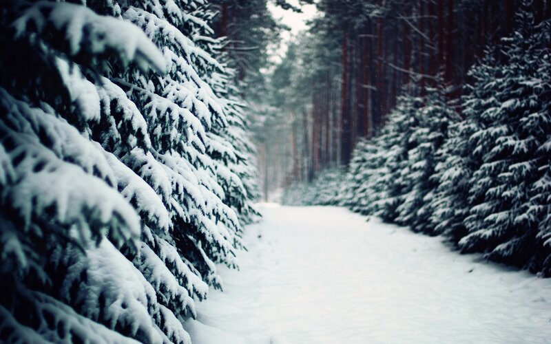 Snow-covered Forest Path — Photograph, Green