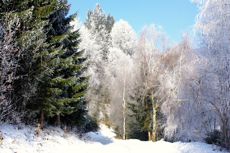 Snow-covered Forest Path — Photograph, Sky
