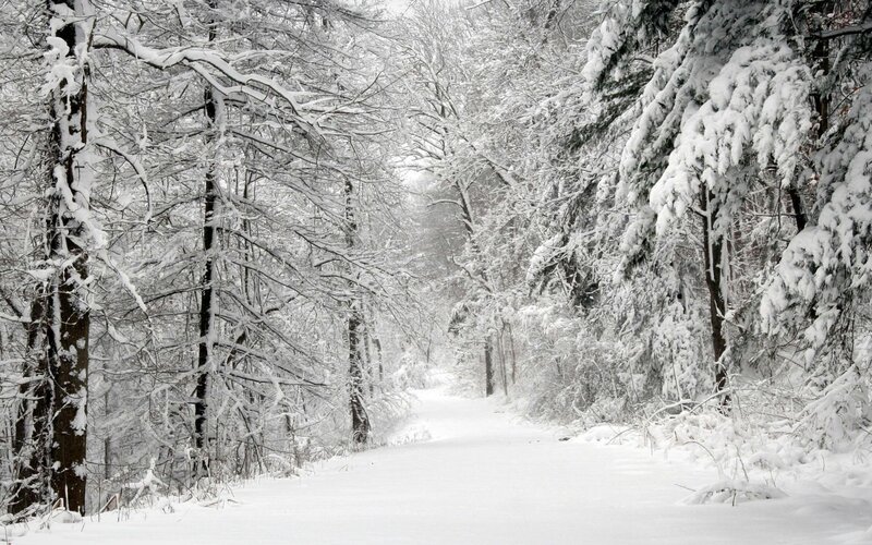 Snow-covered Forest Path — Photograph, Snow