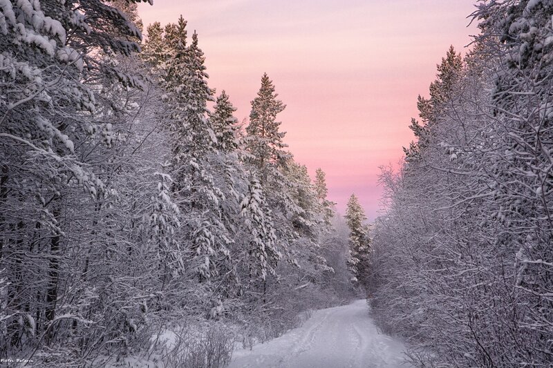 Snow-covered Forest Path — Pink, Serene