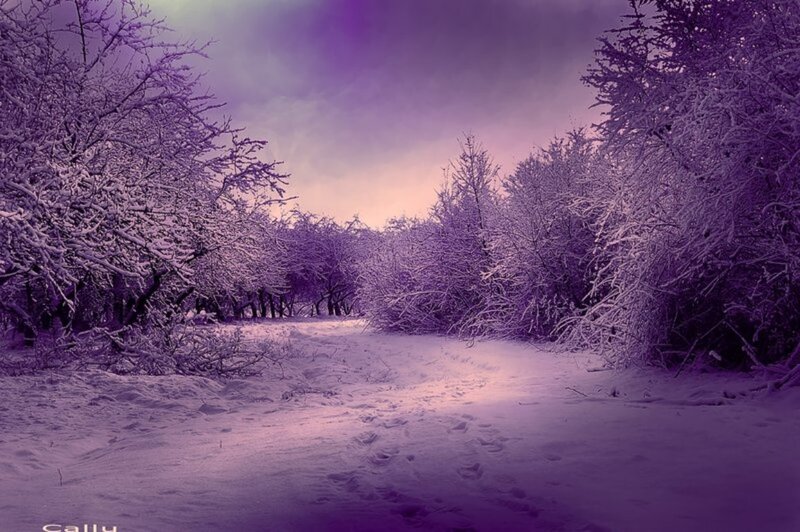 Snow-covered Forest Path — Purple, Serene
