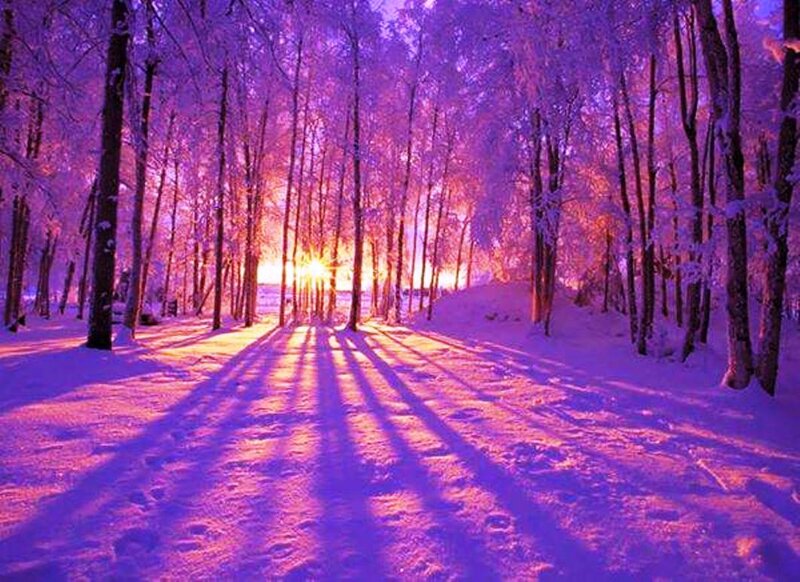 Snow-covered Forest Path — Purple, Serene, Winter, Photograph