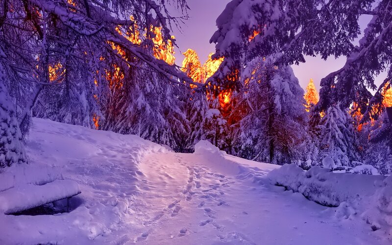 Snow-covered Forest Path — Purple, Serene, Winter, Photograph, Trees
