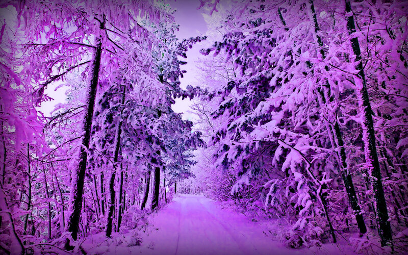 Snow-covered Forest Path — Purple, Serene, Winter