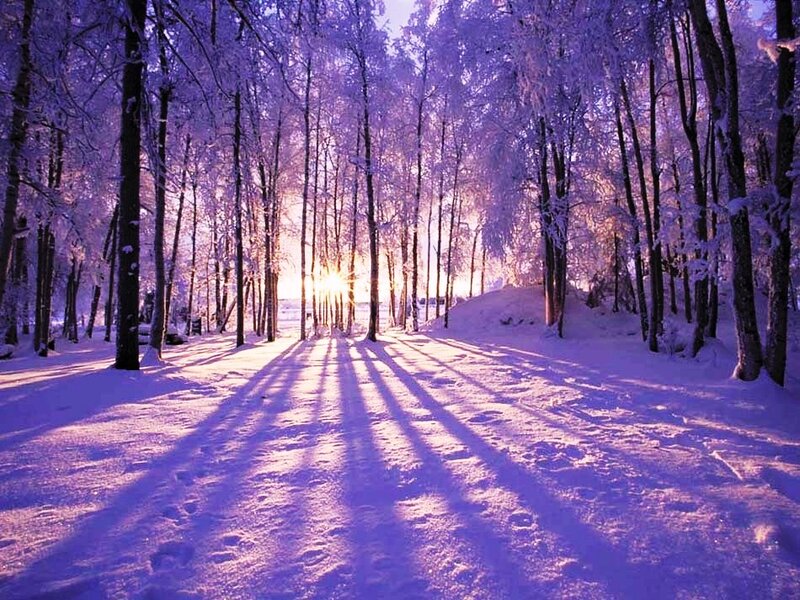 Snow-covered Forest Path — Purple
