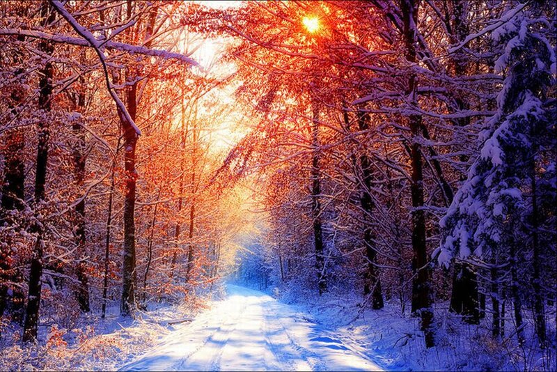 Snow-covered Forest Path — Red, Serene