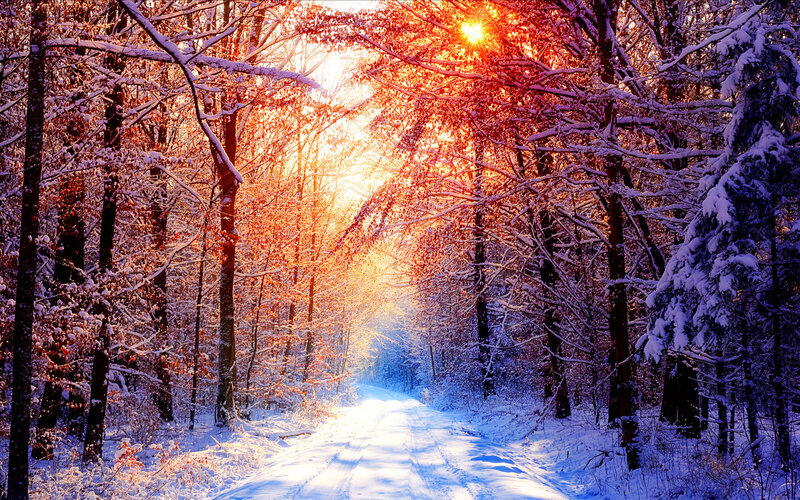 Snow-covered Forest Path — Red, Serene, Winter, Photograph