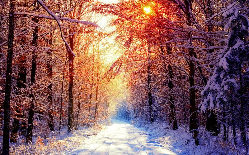Snow-covered Forest Path — Red, Serene, Winter