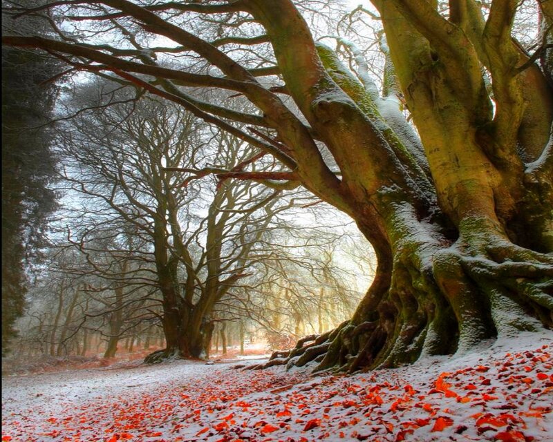 Snow-covered Forest Path — Red