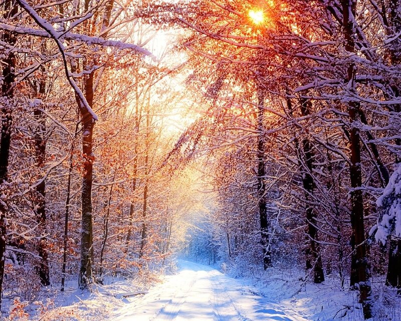 Snow-covered Forest Path — Serene, Brown