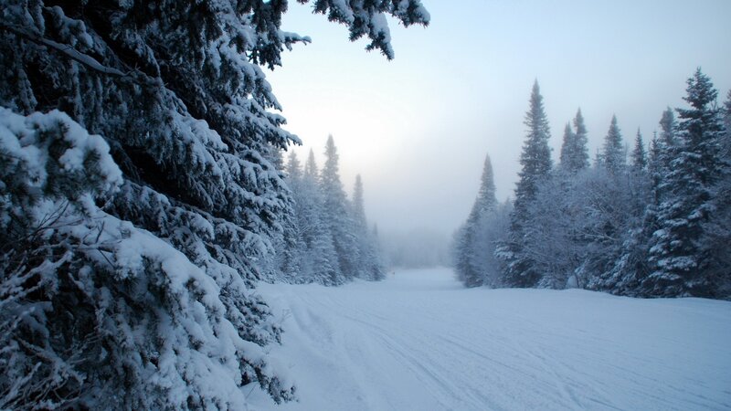 Snow-covered Forest Path — Serene, Fog