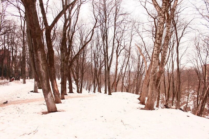 Snow-covered Forest Path — Serene, Gray