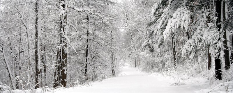 Snow-covered Forest Path — Snow, Black