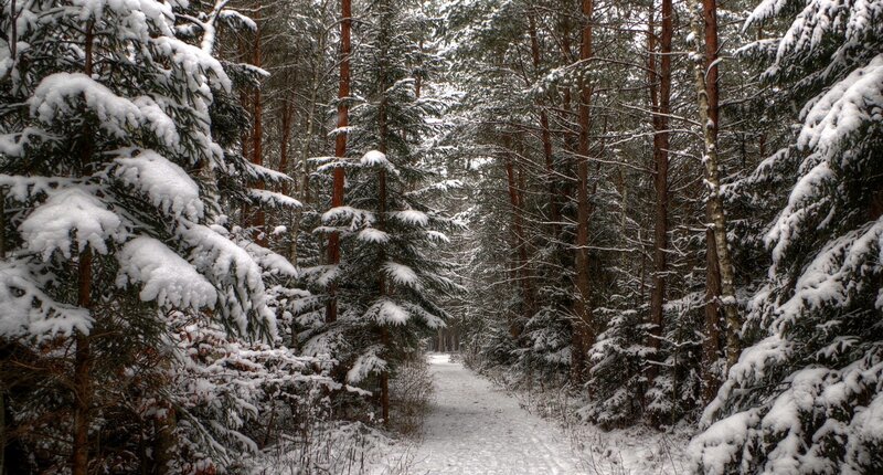 Snow-covered Forest Path — Snow, Green