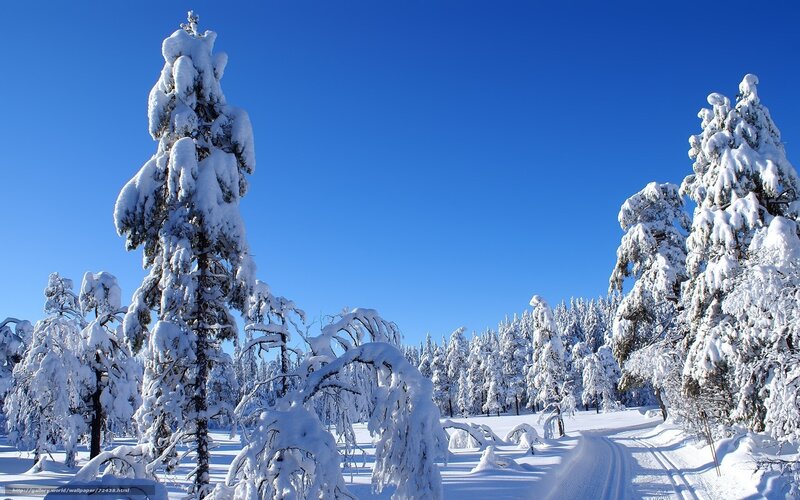 Snow-covered forest path