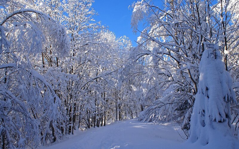 Snow-covered Forest Path — Trees, Blue