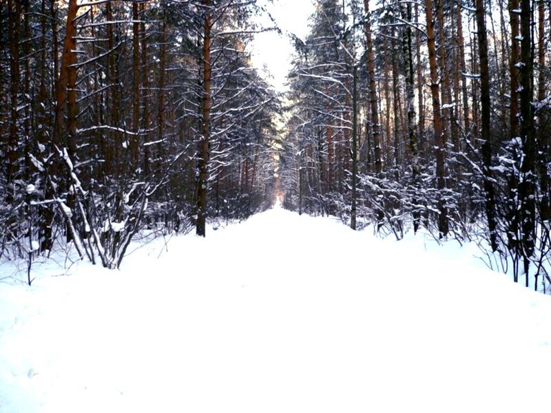 Snow-covered Forest Path — Trees, Brown