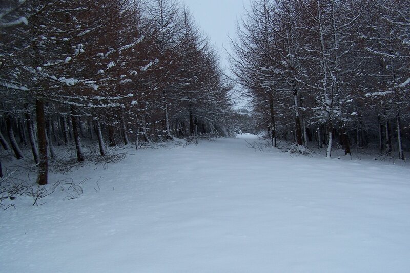 Snow-covered Forest Path — Trees, Gray