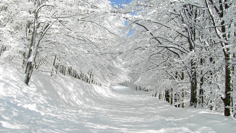 Snow-covered Forest Path — Trees, Sky