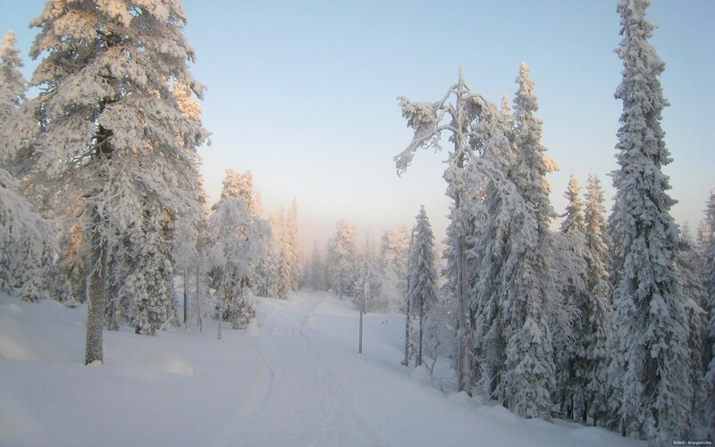 Snow-covered Forest Path — Trees, Snow