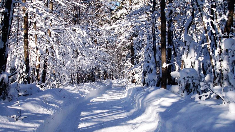 Snow-covered Forest Path — Trees, Sunlight