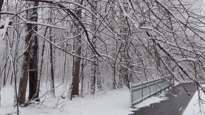 Snow-covered Forest Path — White, Calm