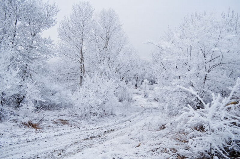 Snow-covered Forest Path — White, Cold