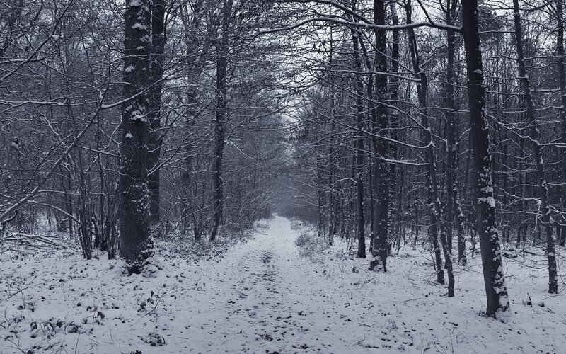 Snow-covered Forest Path — White, Cold, Winter, Photograph