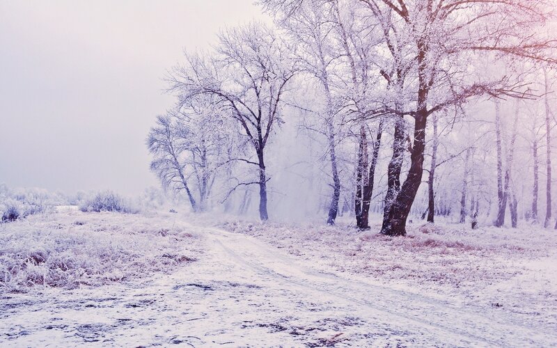 Snow-covered Forest Path — White, Cold, Winter, Photograph, Trees, Frost