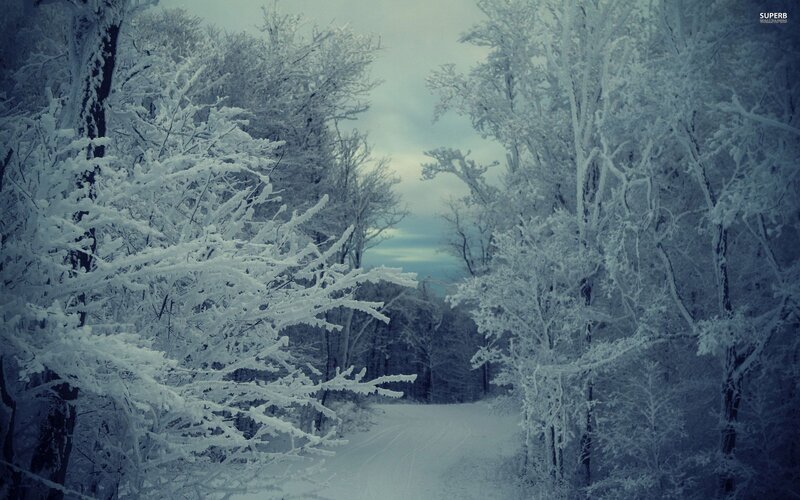 Snow-covered Forest Path — White, Cold, Winter, Photograph, Trees