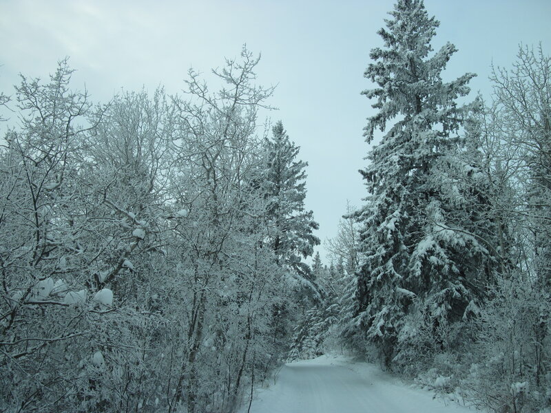 Snow-covered Forest Path — White, Cold, Winter