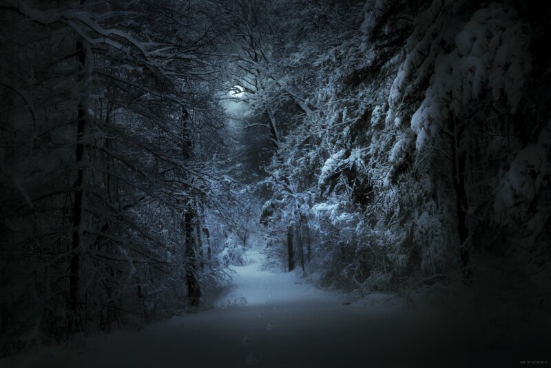 Snow-covered Forest Path — White, Dark