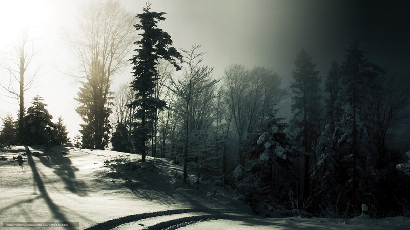 Snow-covered Forest Path — White, Dramatic, Winter, Photograph