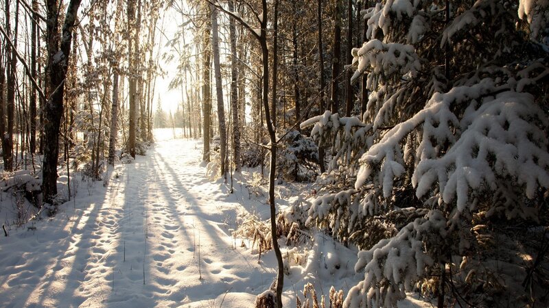 Snow-covered Forest Path — White, Footprints