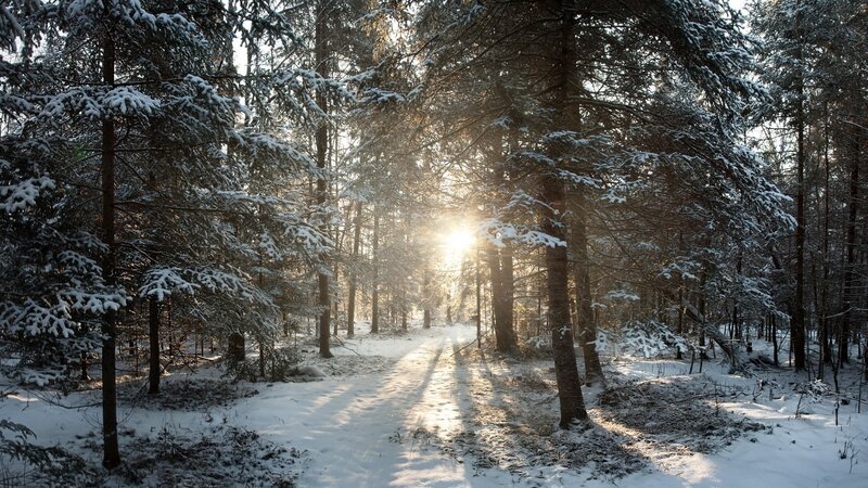 Snow-covered Forest Path — White, Gold
