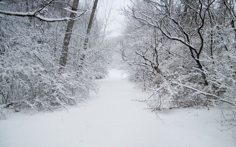 Snow-covered Forest Path — White, Gray